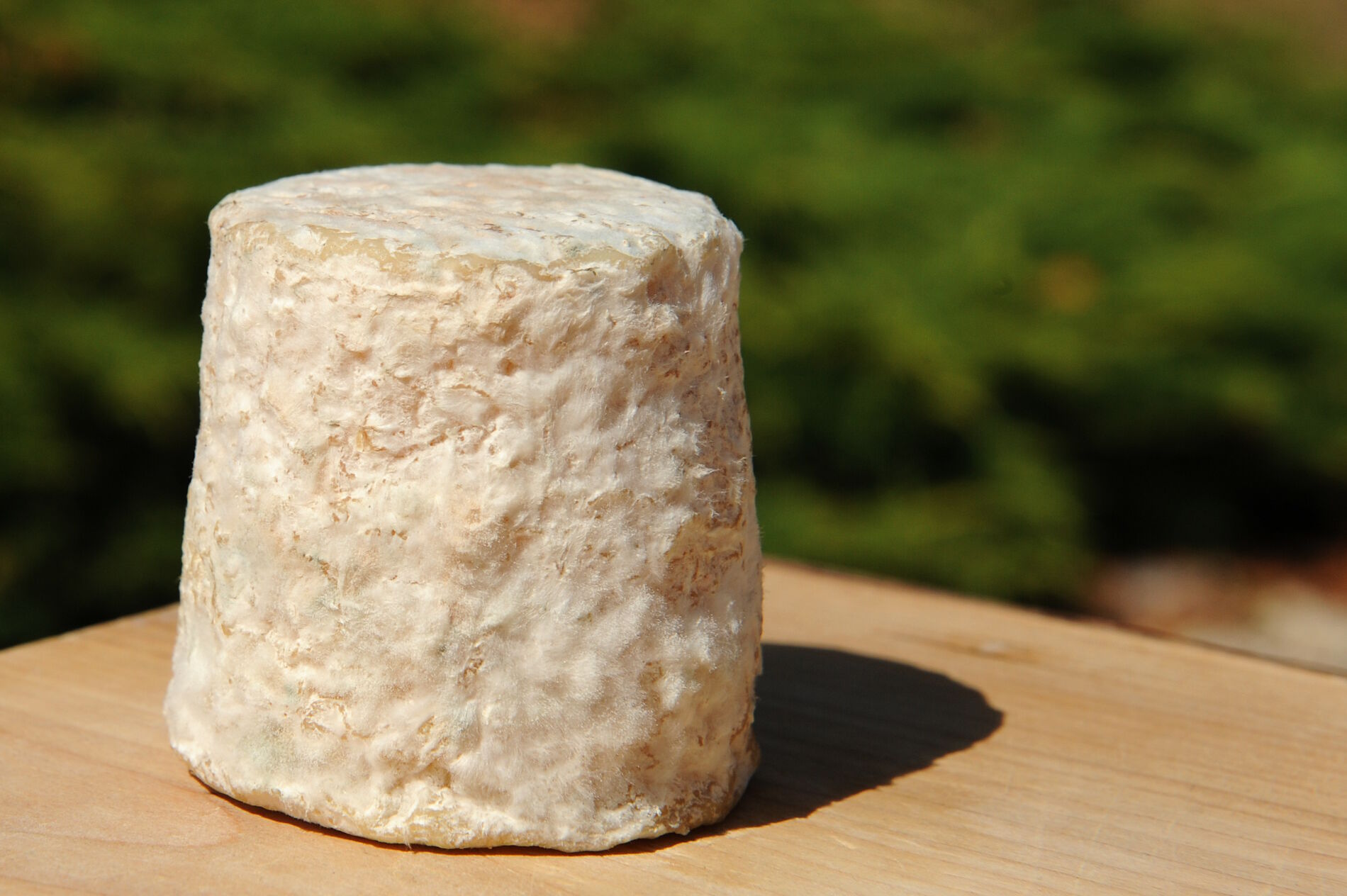 Chabichou du Poitou