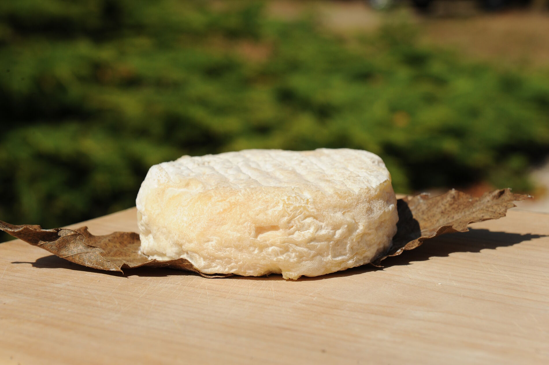 Mothais sur feuille