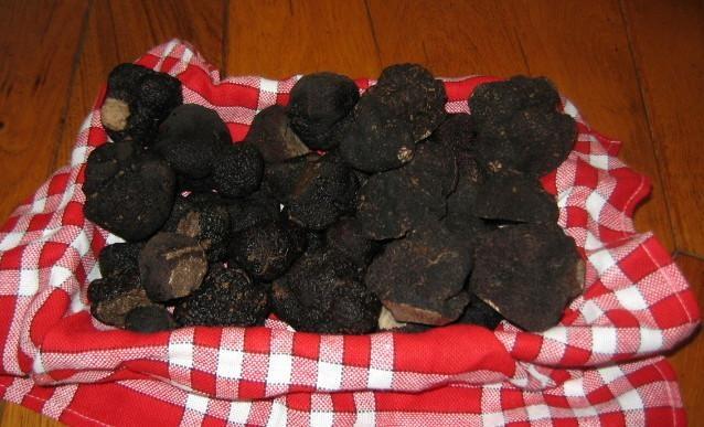 Récolte de truffes M.Soullard truffessoullard