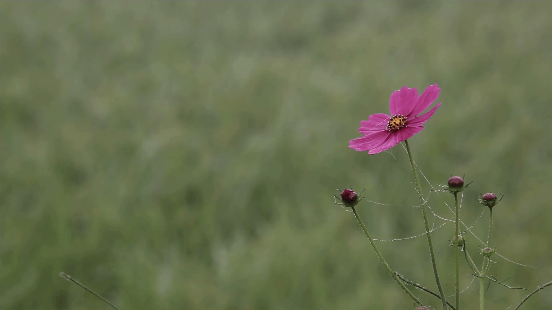 Fleur
