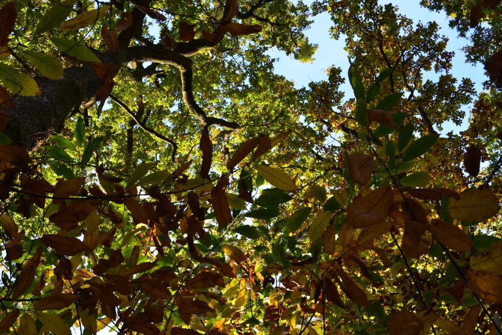Forêt de l'Hermitain Forêt de l'Hermitain